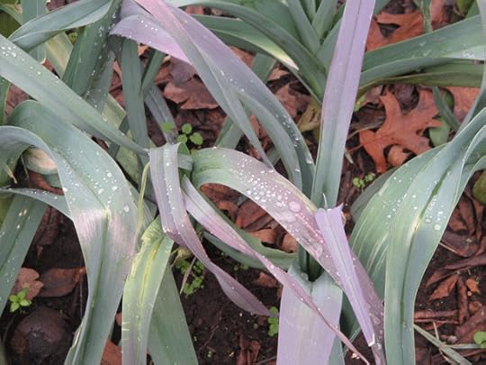leeks