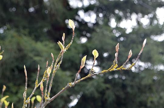 dormant-stewartia