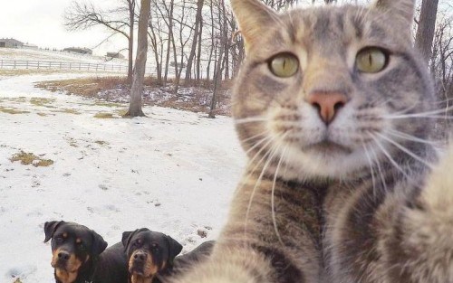Manny-selfie-cat
