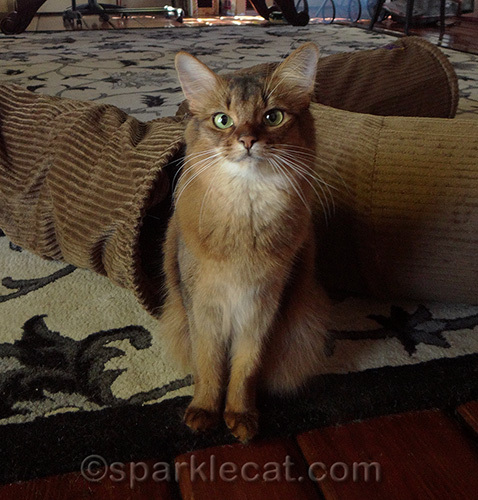 somali cat sitting in front of Neko Pawdz tunnels