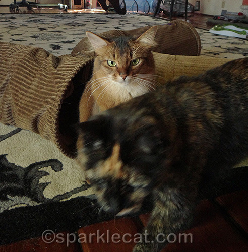 somali cat with tortoiseshell cat photo bomb