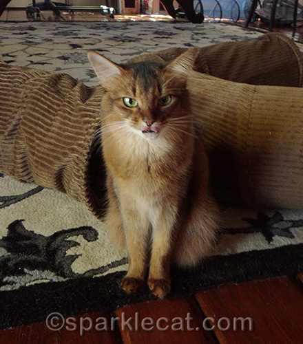 somali cat sticking tongue out