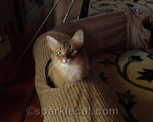 somali cat playing in Neko Pawdz tunnel