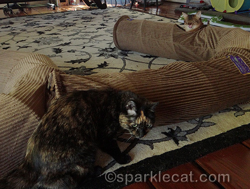 tortoiseshell cat and somali cat playing with Neko Pawdz tunnels