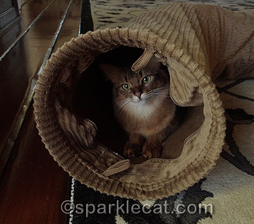 somali cat inside a Neko Pawdz tunnel