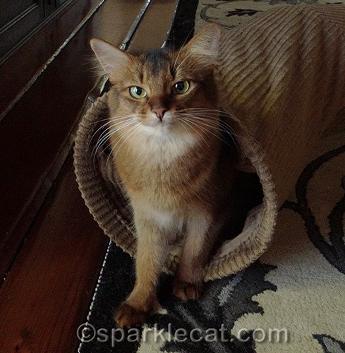 somali cat coming out of play tunnel