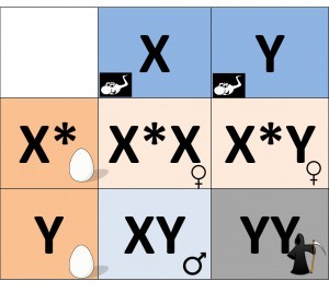 XY