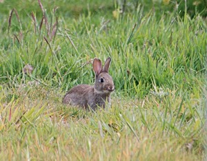 bunny trails