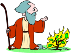 burning bush
