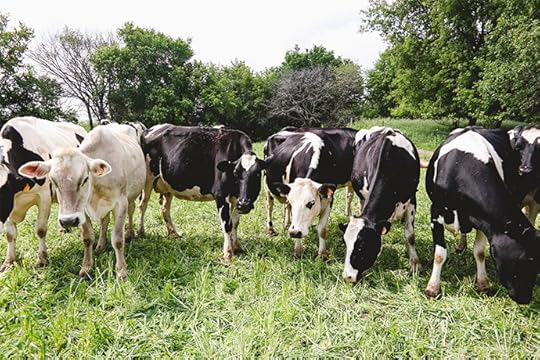 Visiting an Organic Dairy Farm | FoodforMyFamily