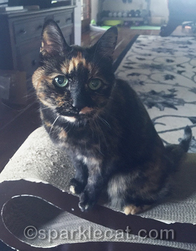 tortoiseshell cat on scratcher in living room