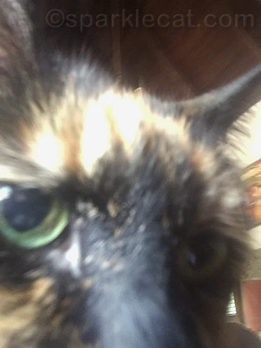 close up selfie of tortoiseshell cat