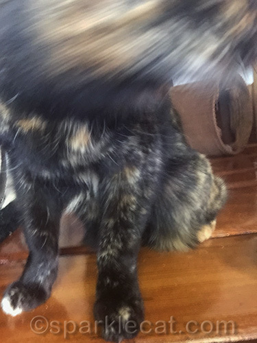 tortoiseshell cat legs