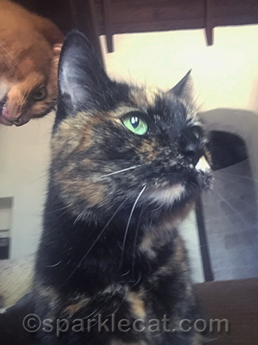 somali cat looking over shoulder of tortoiseshell cat