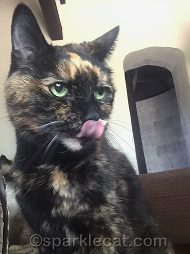 tortoiseshell cat with tongue out