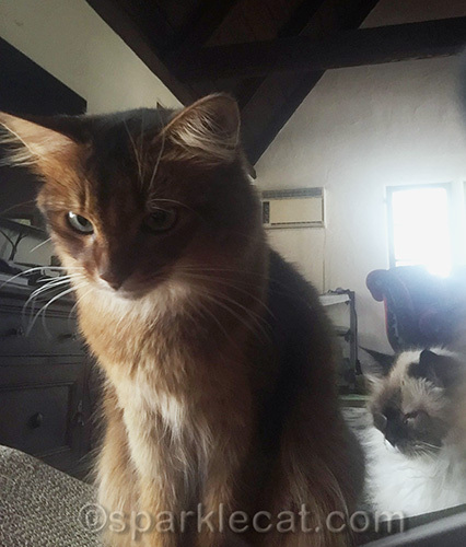 Somali cat with ragdoll cat behind her