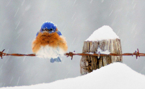 Snow bird contest