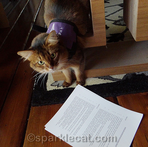 somali therapy cat in training looks over paperwork