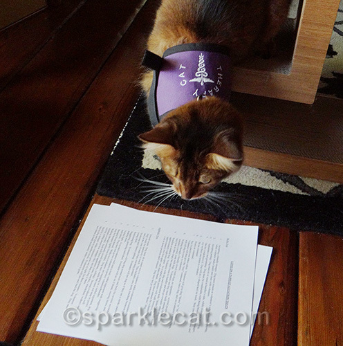 somali therapy cat in training looks over her tests