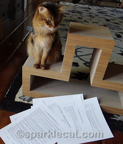 somali therapy cat in training looks over everything that needs to be done.