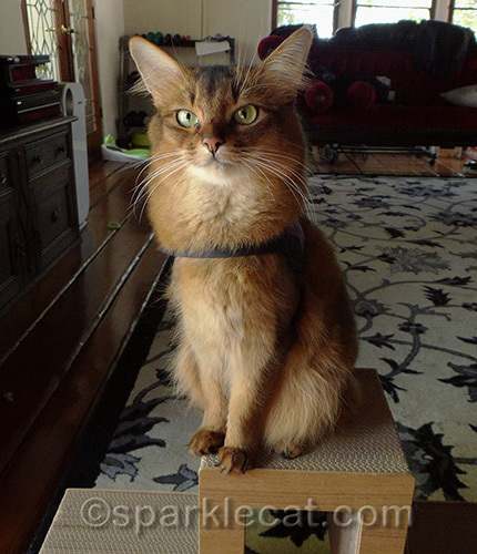 somali therapy cat in training gains confidence