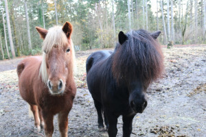 Sindri: Taking a Risk