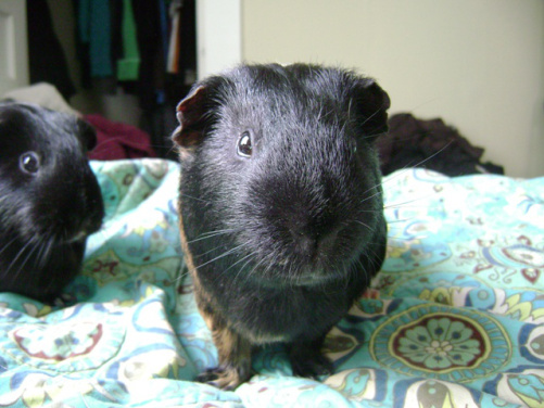 “They did what with olive oil?” Belvedere, perpetually too young to read Graham Masterton books. I wouldn’t even let his mother Murderface read a Graham Masterton book and she was a very advanced pig. 