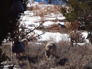 Two coyotes, looking at the camera, one upright with ears pricked, the other bending to sniff the ground but eyes fixed on the camera