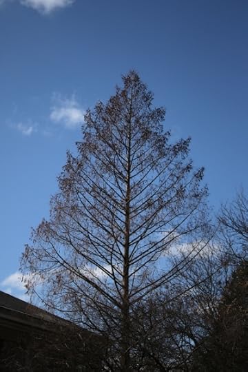 A very symmetric tree, looking a lot like the veins in a leaf.