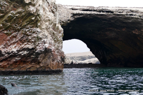 Bridge of Birds (sea lion out for a swim on the left)