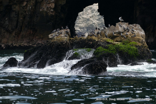 Green Islands