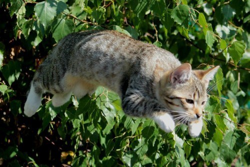 leap-year-cat