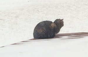 OMG-kitty-snow-feb-29
