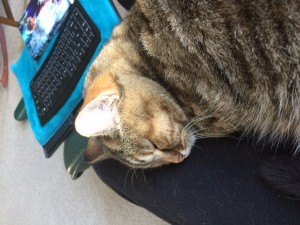 OMG Kitty after C