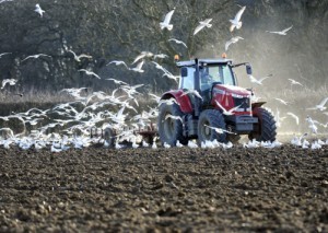 Seagulls chase a tractor ploughing.