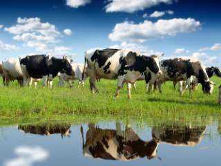 Grass Fed final
