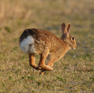 Photo of leaping rabbit