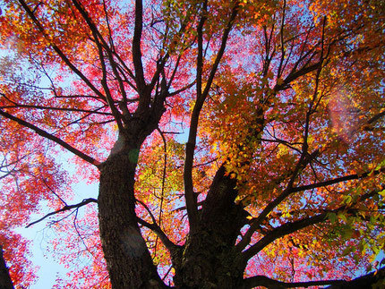 Photo of red maples in Slippery Rock, PA , courtesy of Glenn Marsch