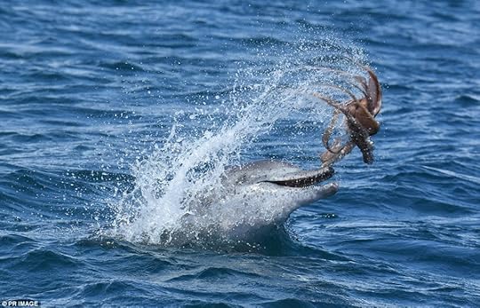 An image of the bottlenose dolphin playing in the water with the octopus, flinging it sideways in the air