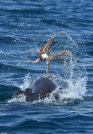 PHD candidate Krista Nicholson said dolphins can occasionally be found doing 'octopus tossing'