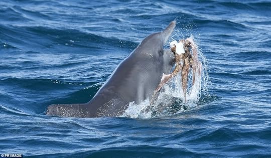 Ms Nicholson said they have never seen a Mandurah dolphin actually consume an octopus