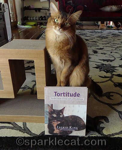 somali cat poses with Tortitude book