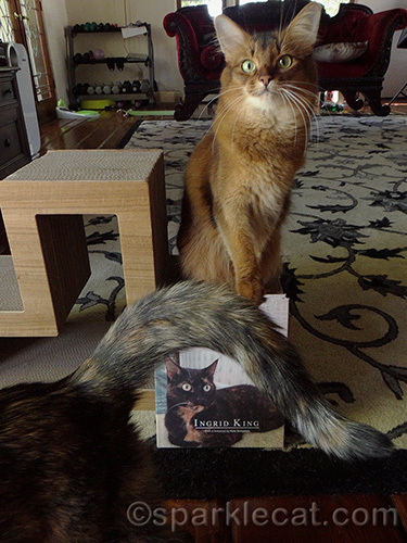 somali cat being photo bombed by tortoiseshell cat 