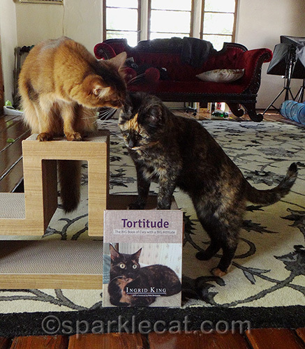 somali cat and tortoiseshell cat posing with Tortitude book