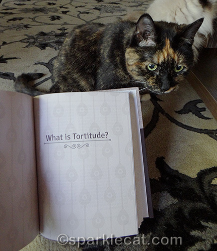 tortoiseshell cat posing with what is tortitude chapter