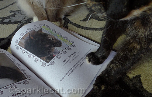 tortoiseshell cat putting her paw of approval on Tortitude book