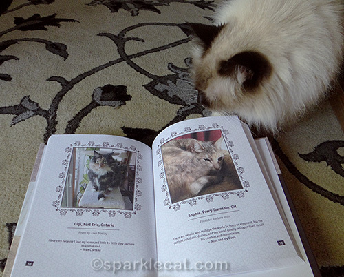 ragdoll cat looks at Tortitude book