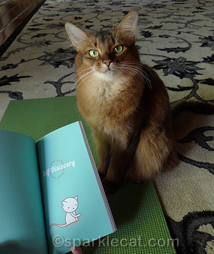somali cat posing with chapter from Yogi Cats book
