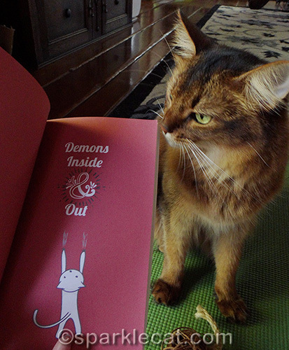somali cat posing with chapter from Yogi Cats