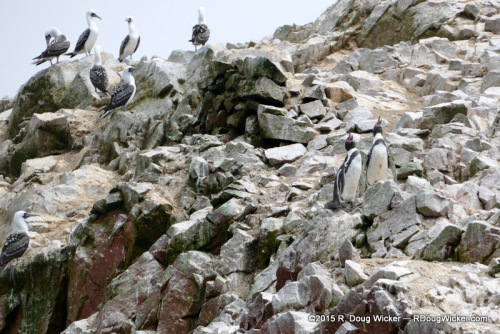 A pair of Humboldt Penguins crashing the party